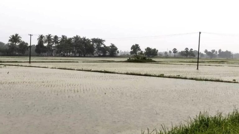 Heavy rain lashes Cuddalore district, inundating large areas of paddy