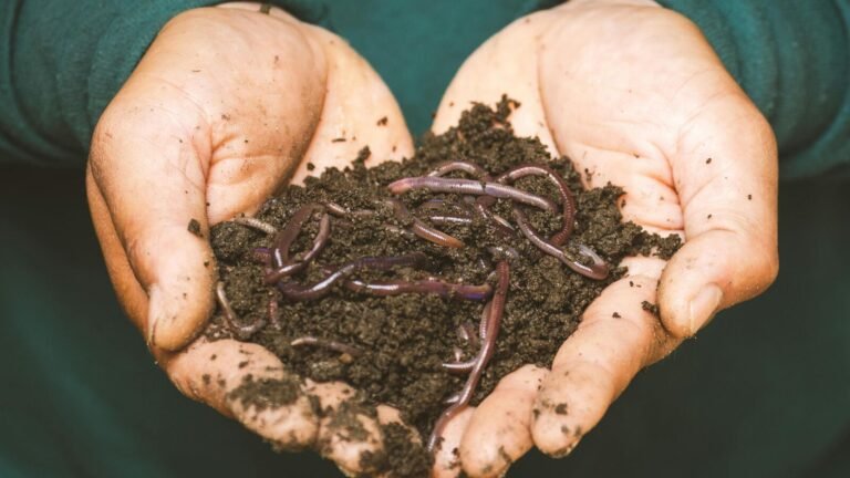 “Tastes like almonds, cheaper than chicken”: Eat worms as a source of protein; Bizarre Money Saving Tips Go Viral | Today’s news