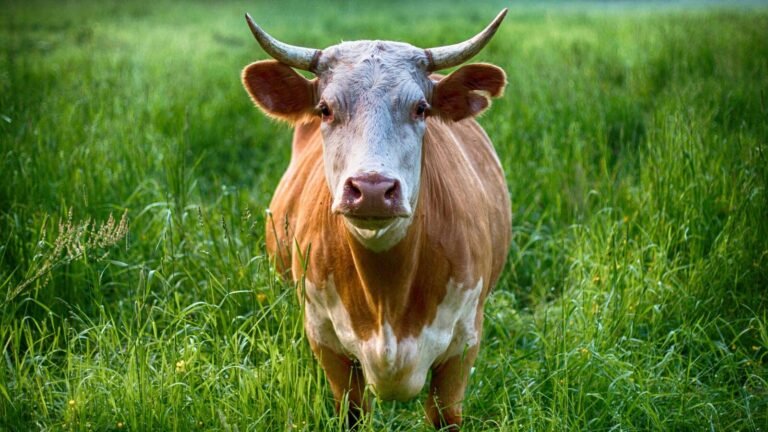 ‘Never hurt her’: Husband hands cheating wife over to lover, gets cow in return as 5-year marriage falls apart | Today’s news