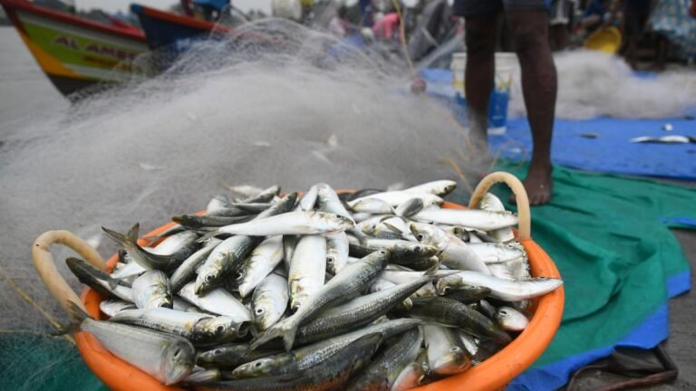 CMFRI study CMFRI CMFRI CMFRI CMFRI CMFRI Cycles of Sardine associated with monsoon and oceanographic changes