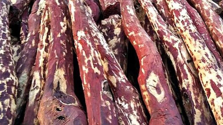 Conservation of red sanders: National Biodiversity Council releases ₹ 39.84 crore to Andhra Pradesh