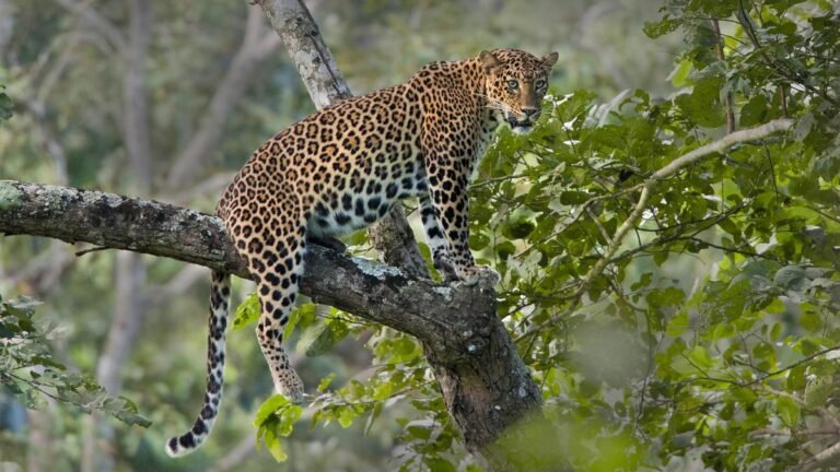 One-year-old girl killed by leopard in Gujarat’s Amreli; seven cages set up to catch animals