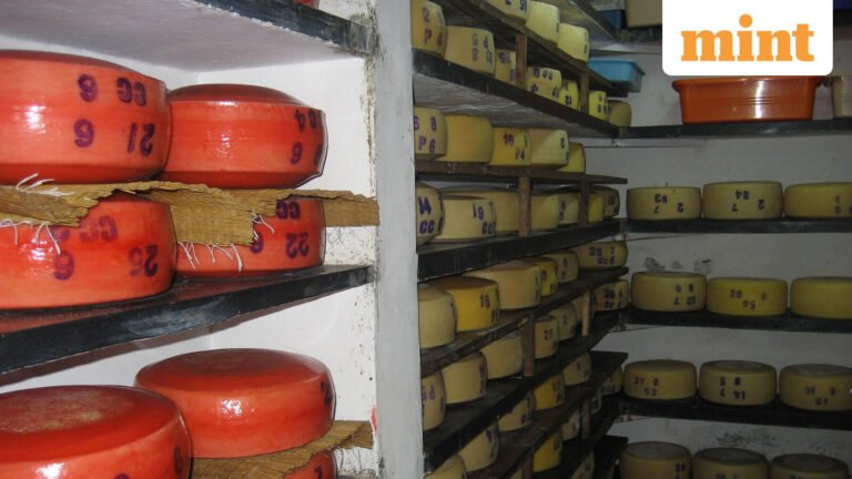 Indian buffalo milk mozzarella melts into global markets | Today’s news