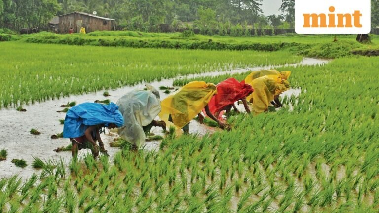 The seasonal fall in demand for work under the Rural Jobs Scheme is much more pronounced from June to October this year | Today’s news
