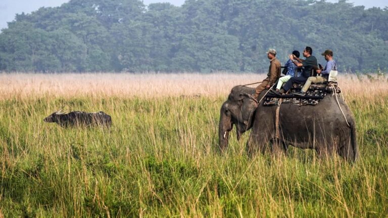 Elephant safaris resume in Corbett and Rajaji game reserves after 7 years