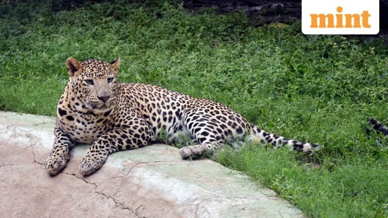 Leopard suspected in several deadly attacks captured in Pune’s Shirur tehsil, to be shifted to facility in Vantara | Today’s news