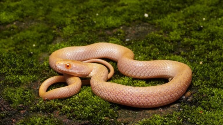 First albino Asian water snake recorded in Assam