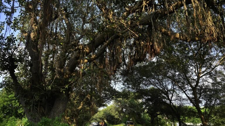 Chevella banyans: NGT directs NHAI to include citizen representatives in monitoring committee