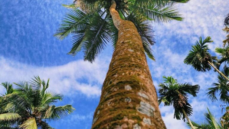 The Kuttiada coconut promotion project takes a hit