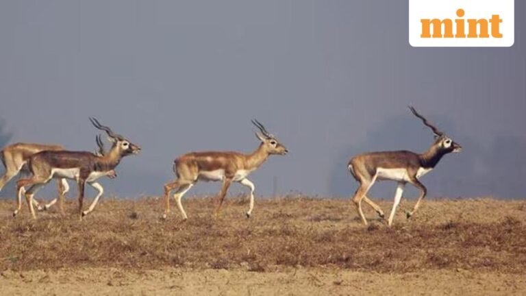 Bacterial infection kills 31 blackbirds at Karnataka zoo, minister orders probe | Today’s news