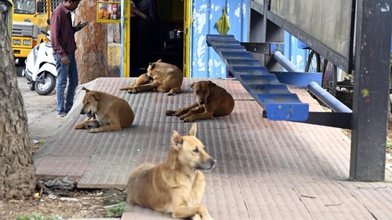 Stray dogs case: Supreme Court rejects virtual appearance of chief secretaries, says states ‘sleep through orders’