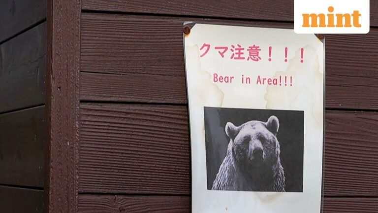 Invasion of bears in Japan? The military intervenes because the locals say it’s like living in a safari park | Today’s news