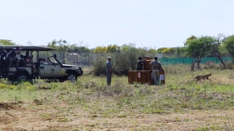 Botswana to hand over 8 cheetahs to India, President Murmu says will help revive Habitat in this national park │WATCH | Today’s news