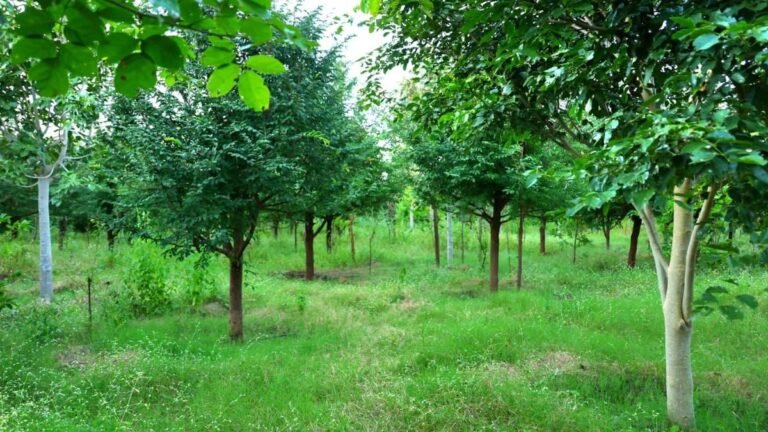 Boosted by increasing green cover with planting by 1.5 cr. saplings, Vijayapura’s green dreams grow larger