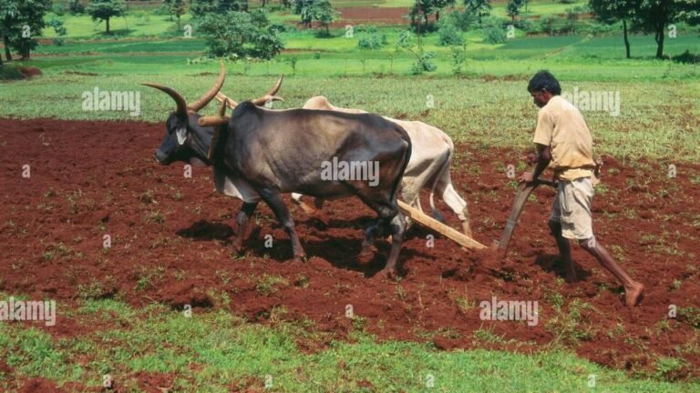 Yadgir farmers bring 27,647 ha under rabi cultivation as sowing continues