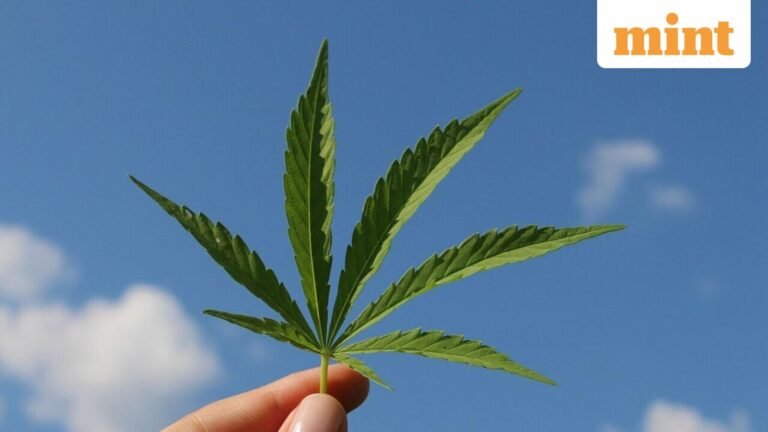 Hemp industry in panic as Senate funding bill recriminalizes cannabis-derived intoxicants | Today’s news