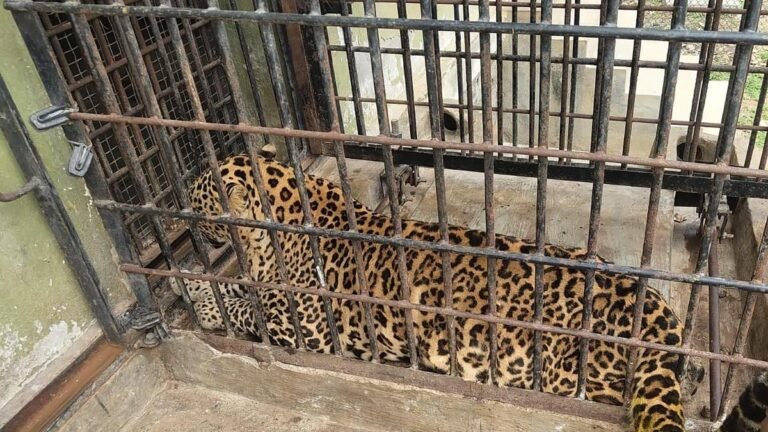 Leopard died in Bannerghatta Biological Park