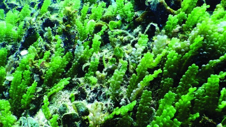 Kerala is actively exploring the potential of seaweed cultivation