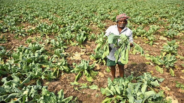 Cyclone Montha leaves cauliflower farmers in dire straits in Krishna district