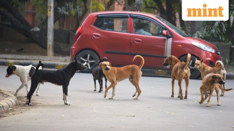 Delhi teachers to count stray dogs? Here is what the Delhi Government Ordinance says | Today’s news