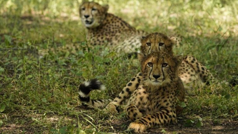 MP CM releases three cheetahs into the wild at Kuno National Park