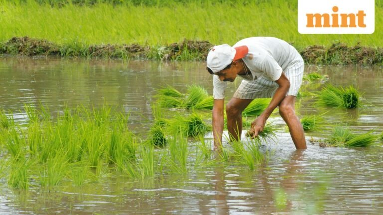 Trump’s Tariff Threat on Indian Rice: US Move May Hit US Consumers in the Wallet — Here’s Why | Today’s news