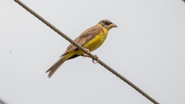 Winter migratory birds visit the Nilgiris in large numbers, buntings recorded for the first time