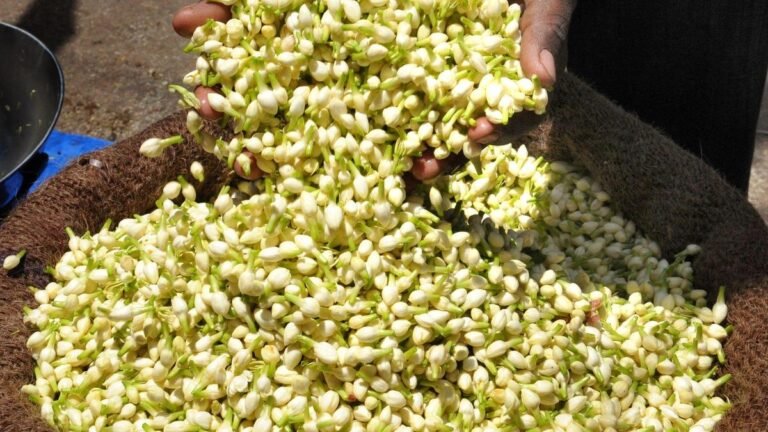 Uttar Pradesh, Tamil Nadu and Karnataka lead as India steps up GI registration