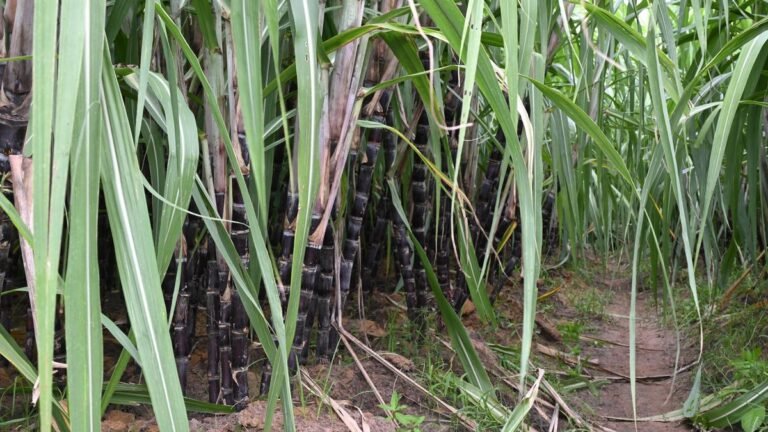 The State Association of Sugar Cane Growers warns against fake donations