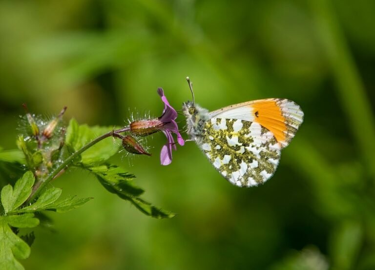 Tips for optimizing existing blog posts to rank higher in…