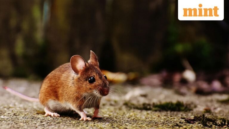 When Rats Eat Evidence: How a Drug Case Collapsed and the Accused Walked Free | Today’s news