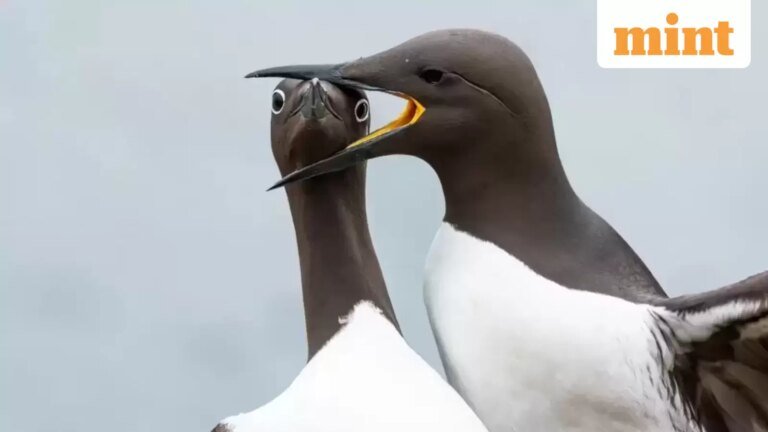 Gorilla high fives, dancing foxes and funny frogs steal the show at record-breaking Nikon Comedy Wildlife Awards | Today’s news