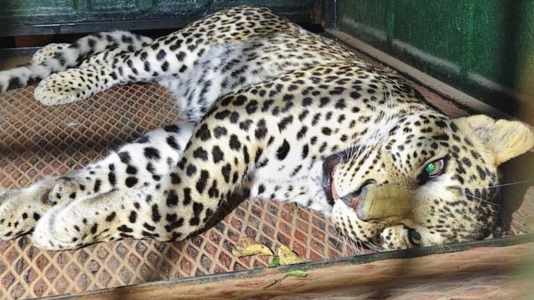 Leopard involved in fatal attack on devotee in MM Hills captured