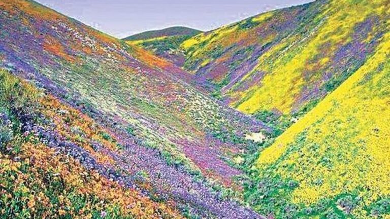 Uttarakhand seeks IAF help as forest fire rages in Valley of Flowers for fifth day