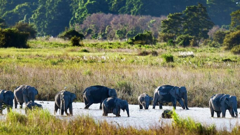 The swampy soil provides the evolution of Kaziranga vegetation