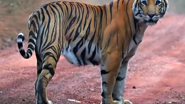 Amrabad Tiger Reserve will be closed from January 20 to 25 for tiger census