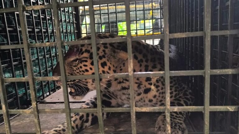 A leopard trapped in a cage at Vithanassery