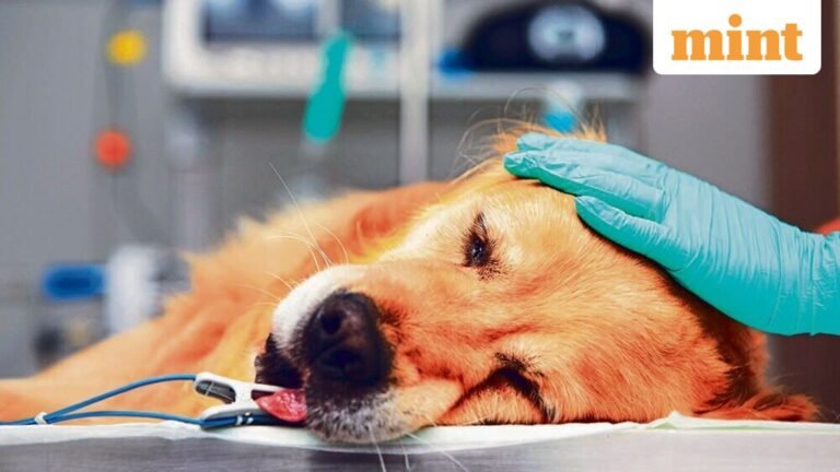 First and foremost, India is strengthening the standards of veterinary clinics to ensure quality care