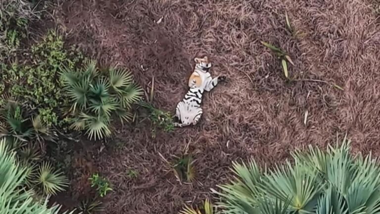 Andhra Pradesh is preparing for the relocation of two female tigers from Maharashtra, Madhya Pradesh