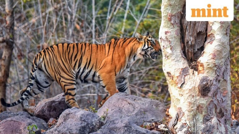 Tiger numbers on the rise: 41 dead in Maharashtra this year, 8 in MP’s Bandhavgarh in 10 weeks – What were the causes? | Today’s news