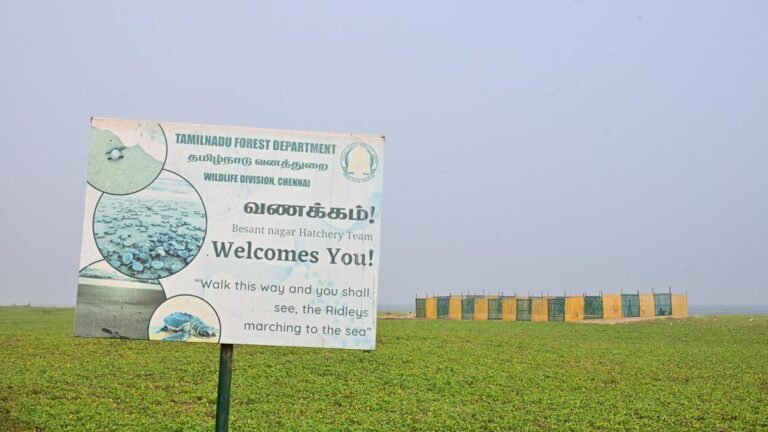 Radio tagging reveals that Olive Ridleys regularly return to nest on the Chennai coast