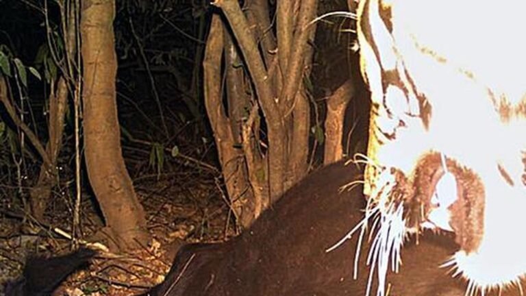 A tiger killed eight cattle in Yadadri Bhuvanagiri district in three weeks