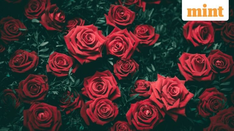 Happy Rose Day 2026: 150 Wishes, Messages and Quotes to Share the Love at the Start of Valentine’s Week | Today’s news