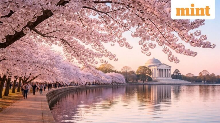 Why did Japan cancel the cherry blossom festival? Everything you need to know about the decision | Today’s news