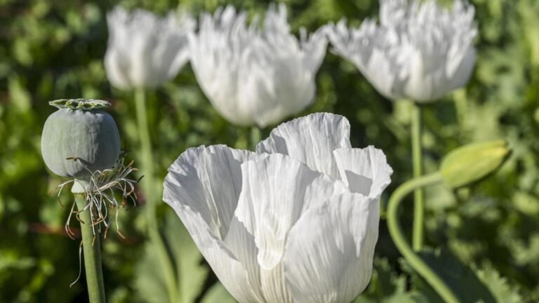 News in frames: License to bloom