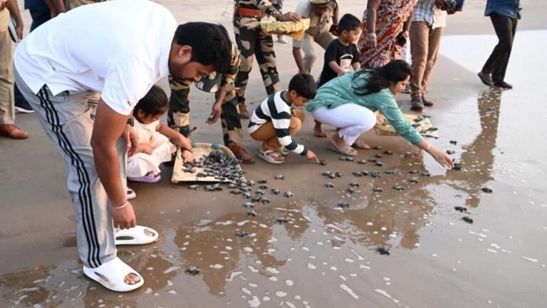 300 Olive Ridley hatchlings released into the sea at Konaseema