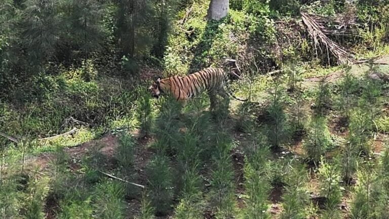 Tiger ‘Explorer’ returns to Papikonda National Park