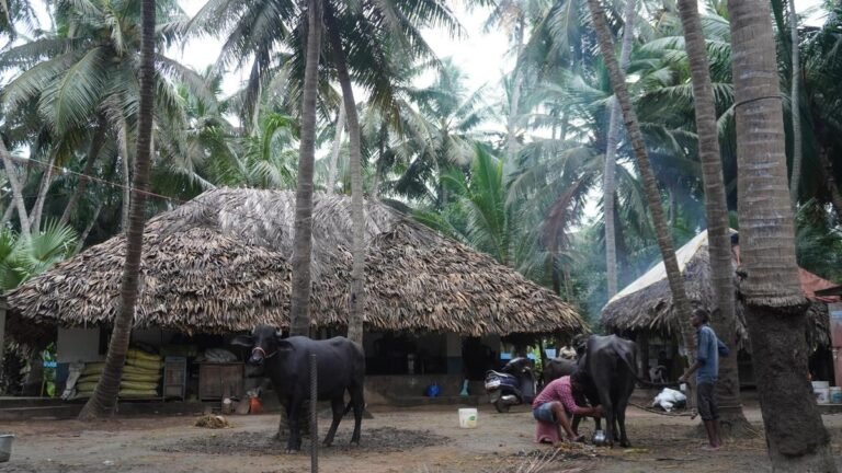 Dreams of the bay go sour for the women of Konaseema