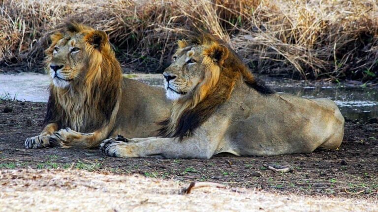 Mumbai mayor writes to Gujarat CM about two pairs of lions