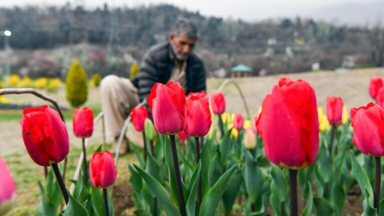 Kashmir relies on almonds and tulips to revive tourism hit after Pahalgama terror attack